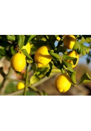 Cytryna zwyczajna Lemon Lover 40-60cm C2