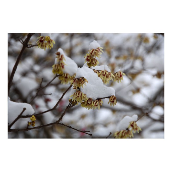 Zimokwiat - kwiaty i zapach w zimie 30-50cm C2