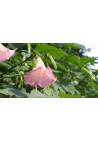 Brugmansja datura różowa Pink P9