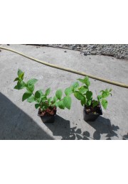 Forsycja różowa Roseum Abeliofylum koreańskie P9