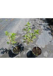 Hortensja bukietowa Living Strawberry Blossom C2