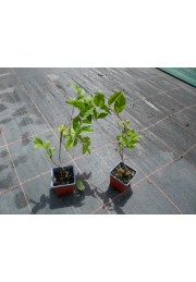 Forsycja Biała Abeliofylum Koreańskie sadzonki P9