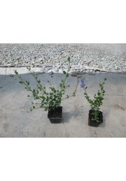 Prusznik niebieski Victoria 40-60cm P9