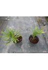 Palma mrozoodporna Trachycarpus Fortunei P13