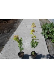 Klon shirasawy Jordan 50-70cm C2