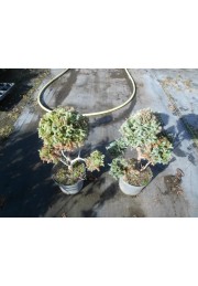 Cyprysik boulevard uformowany na bonsai 30-40cm