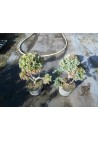 Cyprysik boulevard uformowany na bonsai 30-40cm