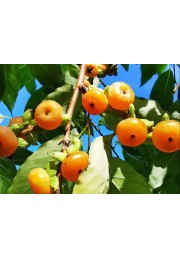 Hurma kaukaska hebanowiec lotosowy 50-70cm C2