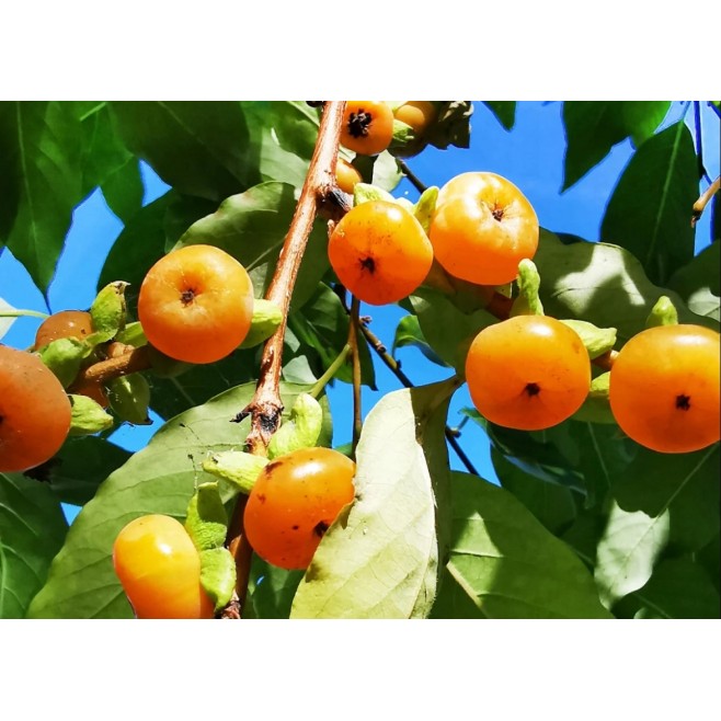 Hurma kaukaska hebanowiec lotosowy 50-70cm C2