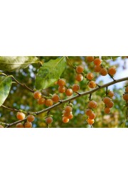 Hurma kaukaska hebanowiec lotosowy 50-70cm C2