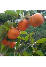 Hurma hebanowiec kaki sadzonki 30-50cm P14