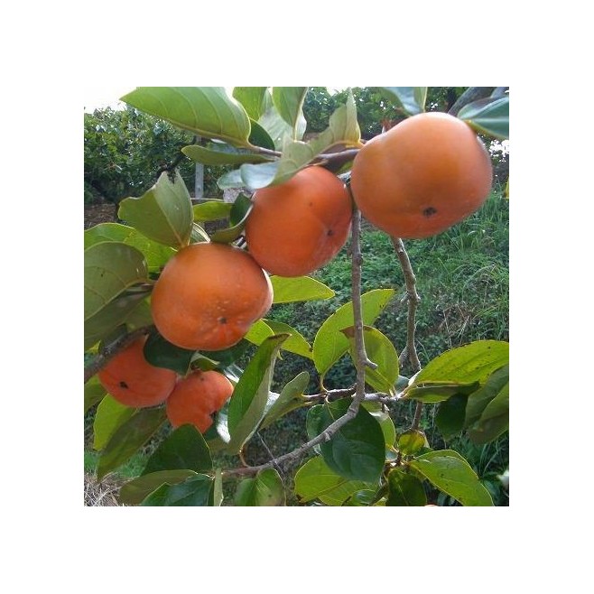 Hurma hebanowiec kaki sadzonki 30-50cm P14