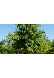 Hurma kaukaska hebanowiec lotosowy 50-70cm C2