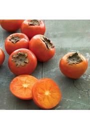 Hurma hebanowiec kaki sadzonki 30-50cm P14