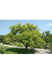 Hurma hebanowiec kaki sadzonki 30-50cm P14