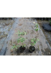 Hurma kaukaska hebanowiec lotosowy 50-70cm C2