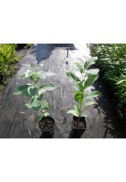 Hurma hebanowiec kaki sadzonki 30-50cm P14