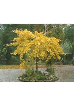 Miłorząb dwuklapowy Pendula PA 100-120cm P16