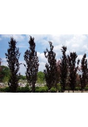 Buk kolumnowy Dawyck Purple 20-40cm C1