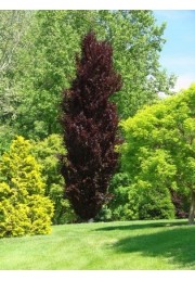 Buk kolumnowy Dawyck Purple 20-40cm C1