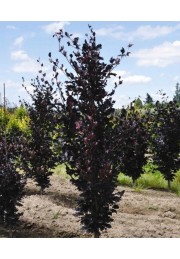 Buk kolumnowy Dawyck Purple 20-40cm C1