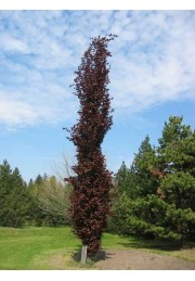 Buk kolumnowy Dawyck Purple 20-40cm C1