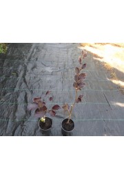 Buk kolumnowy Dawyck Purple 20-40cm C1