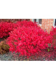 Trzmielina oskrzydlona 20-40cm C2