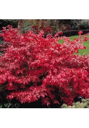 Trzmielina oskrzydlona 20-40cm C2