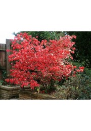 Trzmielina oskrzydlona 20-40cm C2