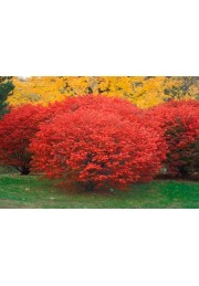 Trzmielina oskrzydlona 20-40cm C2