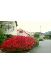 Trzmielina oskrzydlona 20-40cm C2