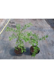 Trzmielina oskrzydlona 20-40cm C2