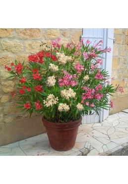 Oleander Tricolor 3 kolory w jednej doniczce C3
