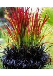 Czerwona TRAWA do ogrodu RED BARON P9