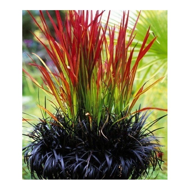 Czerwona TRAWA do ogrodu RED BARON P9