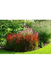 Czerwona TRAWA do ogrodu RED BARON P9