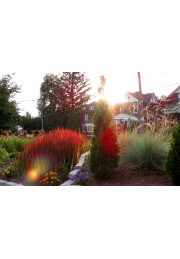 Czerwona TRAWA do ogrodu RED BARON P9