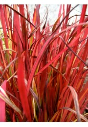 Czerwona TRAWA do ogrodu RED BARON P9