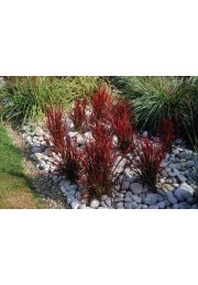 Czerwona TRAWA do ogrodu RED BARON P9