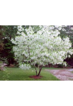 Śniegowiec wirginijski sadzonki 60-80cm P11