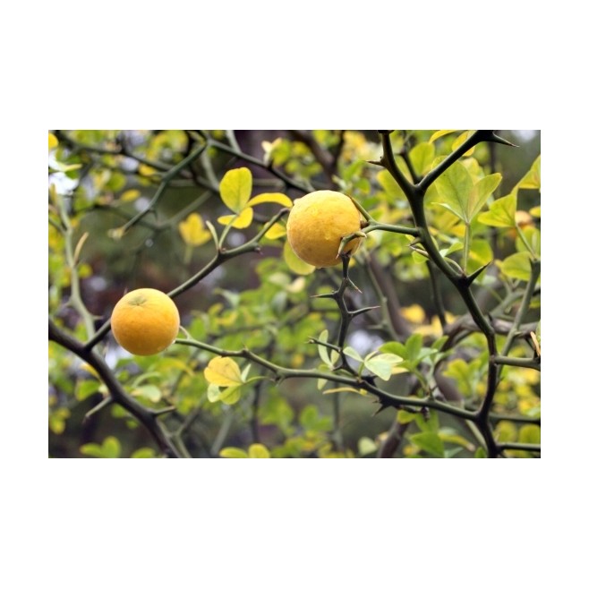 Pomarańcza Trójlistkowa poncyria sadzonka 30-50cm P9