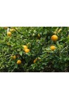 Pomarańcza Trójlistkowa poncyria sadzonka 30-50cm P9