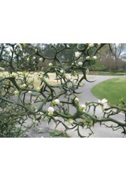 Pomarańcza Trójlistkowa poncyria sadzonka 30-50cm P9