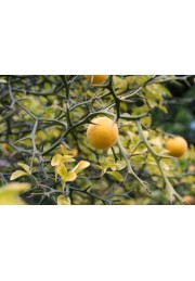 Pomarańcza Trójlistkowa poncyria sadzonka 30-50cm P9