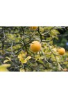 Pomarańcza Trójlistkowa poncyria sadzonka 30-50cm P9