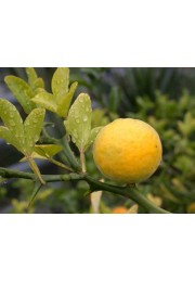 Pomarańcza Trójlistkowa poncyria sadzonka 30-50cm P9