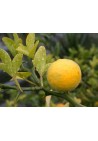 Pomarańcza Trójlistkowa poncyria sadzonka 30-50cm P9
