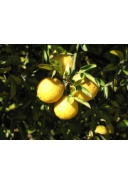 Pomarańcza Trójlistkowa poncyria sadzonka 30-50cm P9