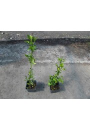 Pomarańcza Trójlistkowa poncyria sadzonka 30-50cm P9